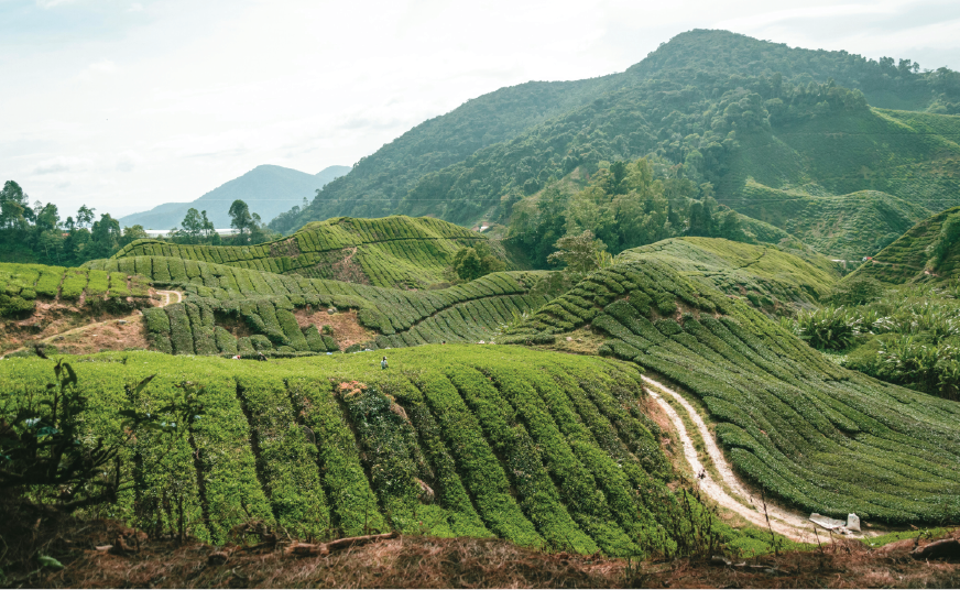 Cameron Highlands Tour