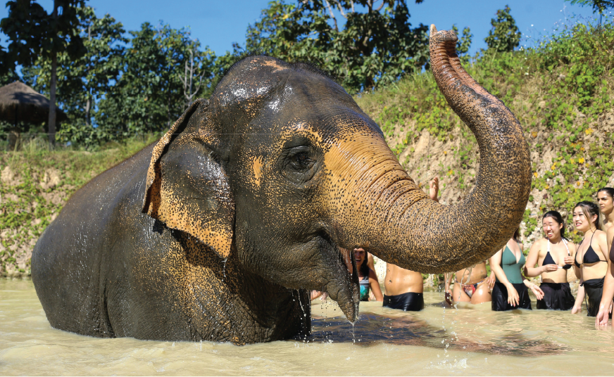 Elephant Sanctuary